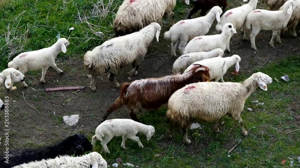 herd of sheep and lamb in motion,a herd of grazing sheep and lambs herd of sheep and lamb in motion,a herd of grazing sheep and lambs
