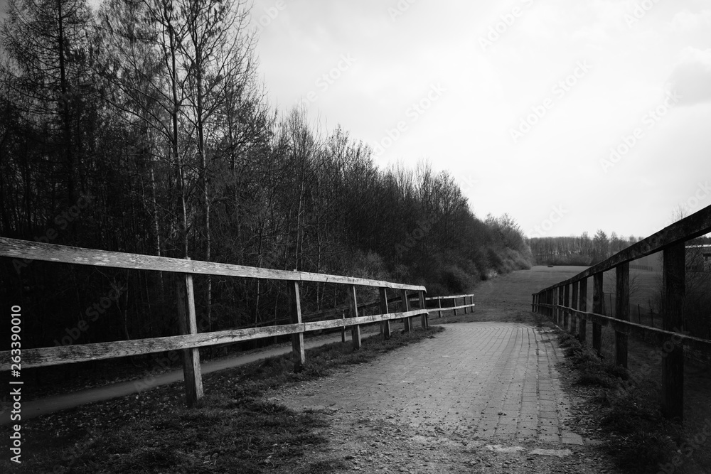 walkway in nature in black and white
