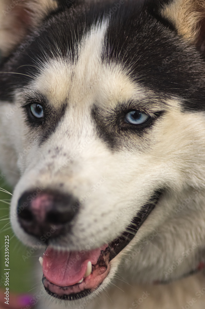 Portrait of a blue-eyed Siberian Husky close-up.