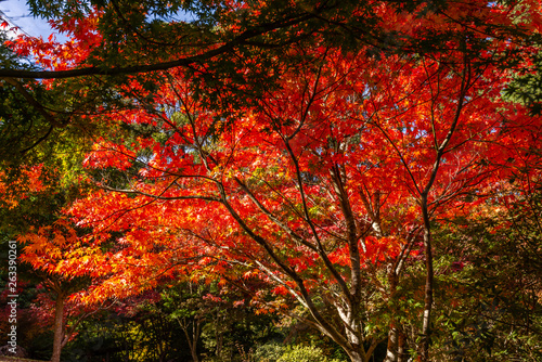 Autumn Trees and Flowers at Forest Glade Gardens Mount Macedon Victoria