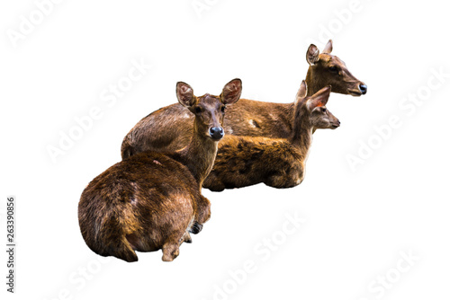 Deer pictures on a white background have different verbs.
