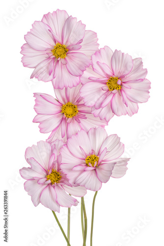 cosmos flowers isolated