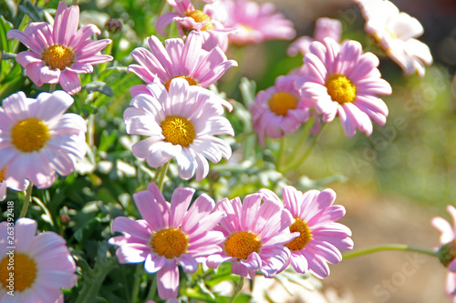 Gartenblumen im Fr  hling