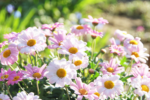 Gartenblumen im Fr  hling