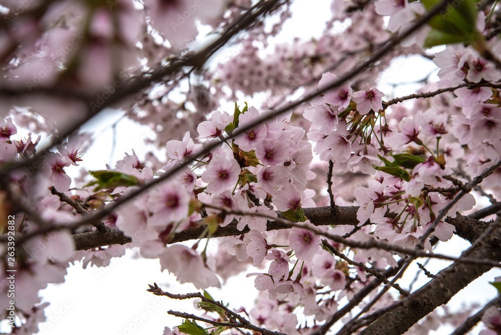 Obraz premium 散る時を待つ桜