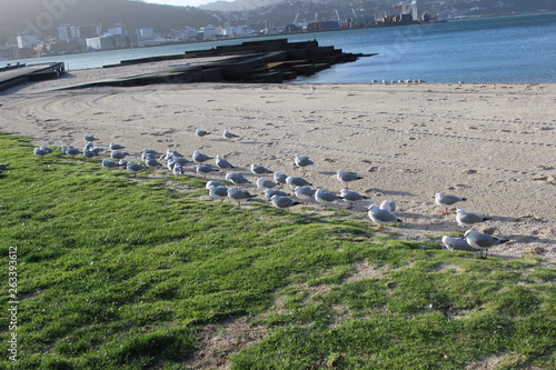 Seagulls on a beach