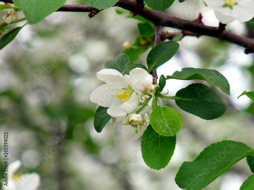 blooming apple tree white flower. on a background of gray cloudy sky, cloudy spring day. macro photo