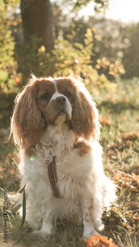 Cavalier spaniel in autumn