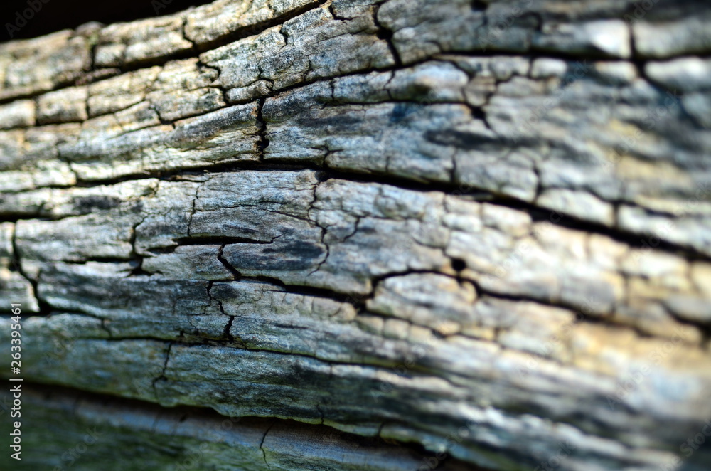 Hintergrund Rinde an einem abgestorbenen Baum Hintergrund Rinde an einem abgestorbenen Baum