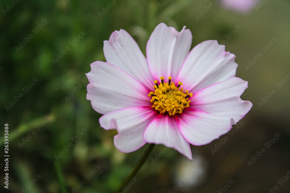 pink flower in garden pink flower in garden