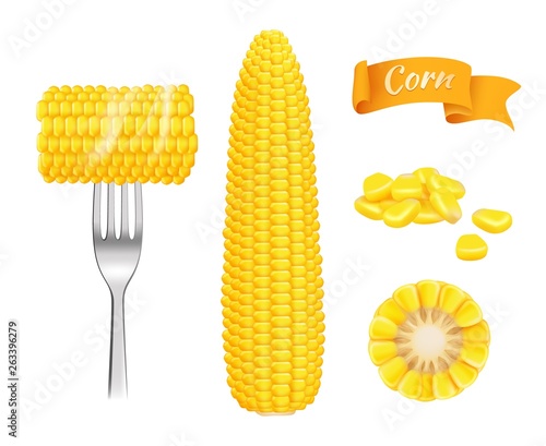 Corn realistic. Harvest fresh cut grains eating corn vector template. Illustration of realistic corn vegetable, vegetarian nutrition