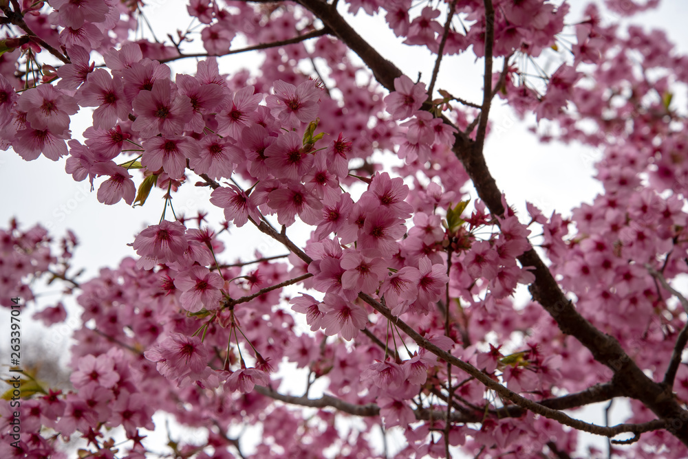 散る時を待つ桜