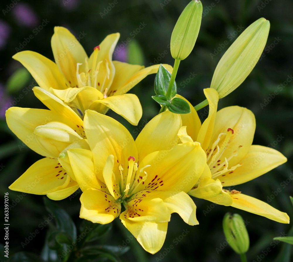 Lilies – fine creation of the nature! Lilies – fine creation of the nature!