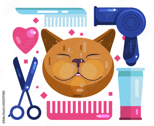 Cat grooming. Blow-Dry, Cut and Comb