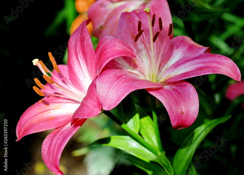 Lilies – fine creation of the nature!