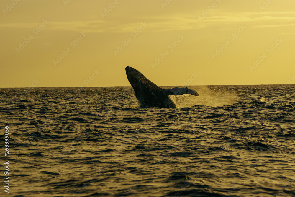 Fototapeta premium 小笠原の海 ジャンプするザトウクジラ