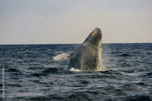 小笠原の海　ジャンプするザトウクジラ © shota