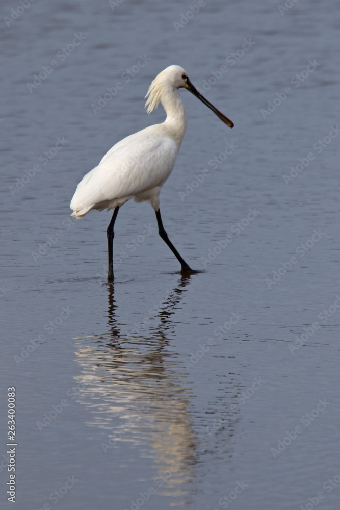 Eurasian Spoonbill wading in shallow water, Hayle Estuary, Cornwall, England, UK. Eurasian Spoonbill wading in shallow water, Hayle Estuary, Cornwall, England, UK.