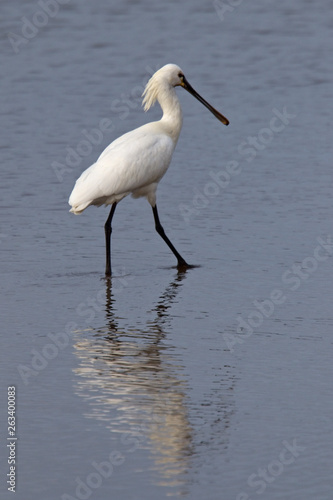 Eurasian Spoonbill wading in shallow water, Hayle Estuary, Cornwall, England, UK.