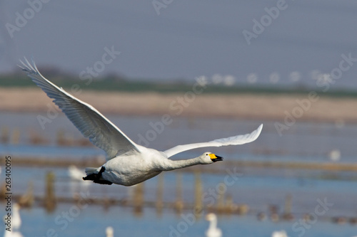 Whooper Swan  adult in flight  Welney Wetland Centre  Norfolk  England  UK.