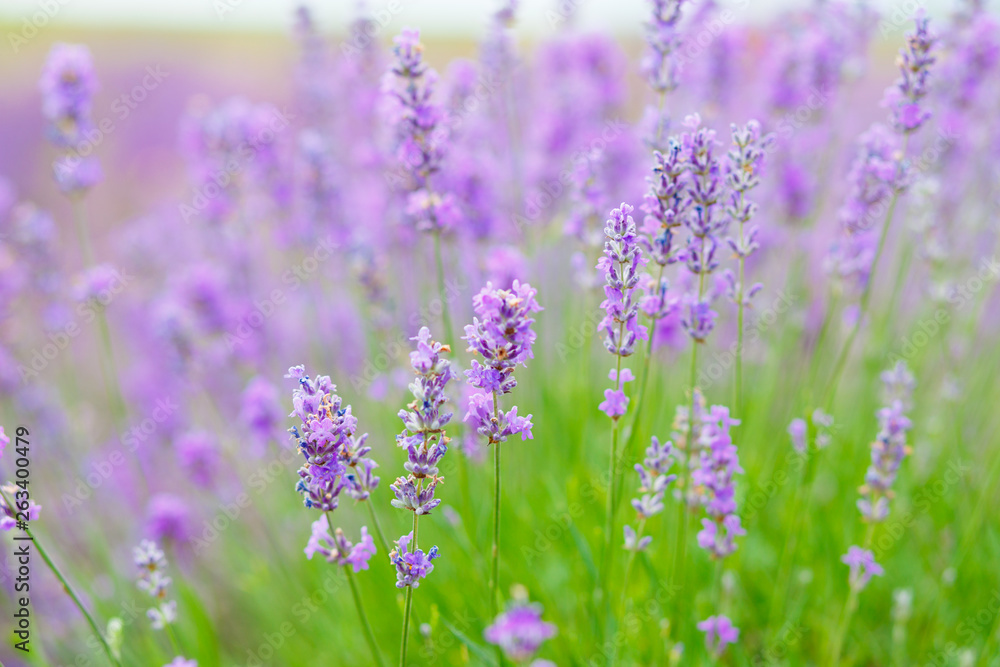Summer background of lavender flowers. Close up, selective focus. Summer background of lavender flowers. Close up, selective focus.