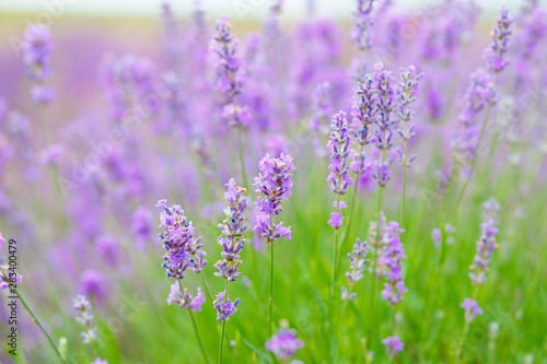 Summer background of lavender flowers. Close up  selective focus.