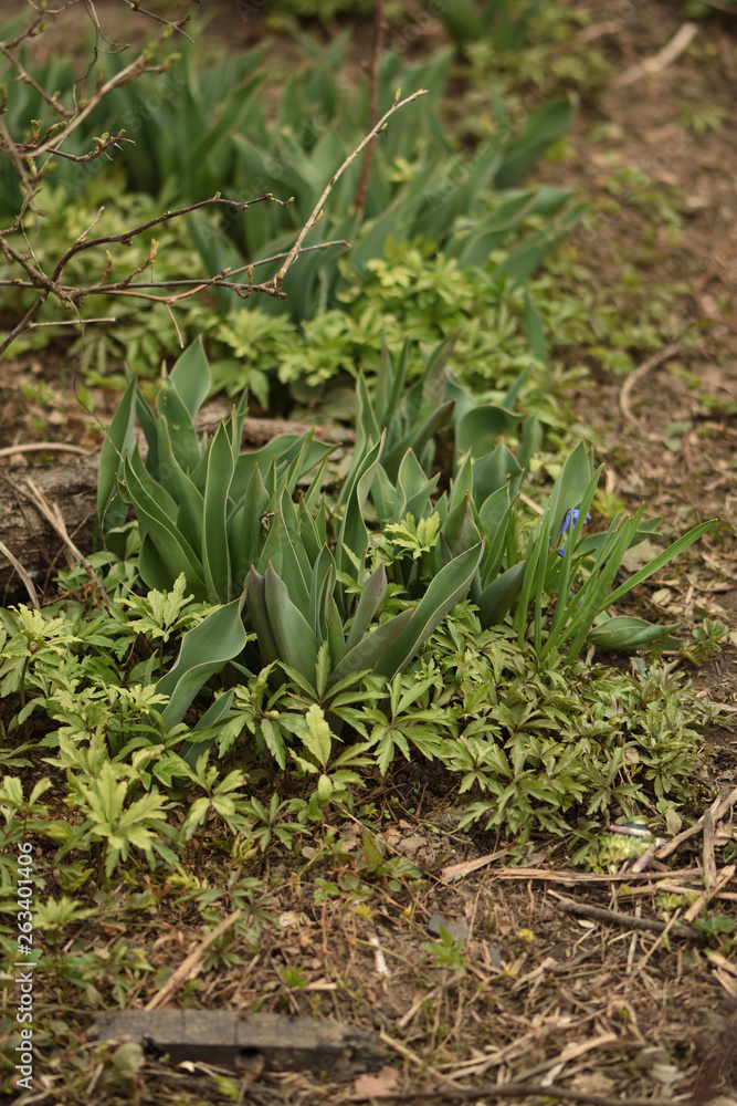 Obraz premium young plants in the garden