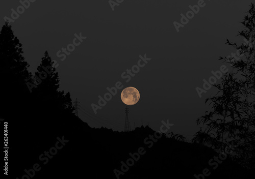 full moon and trees