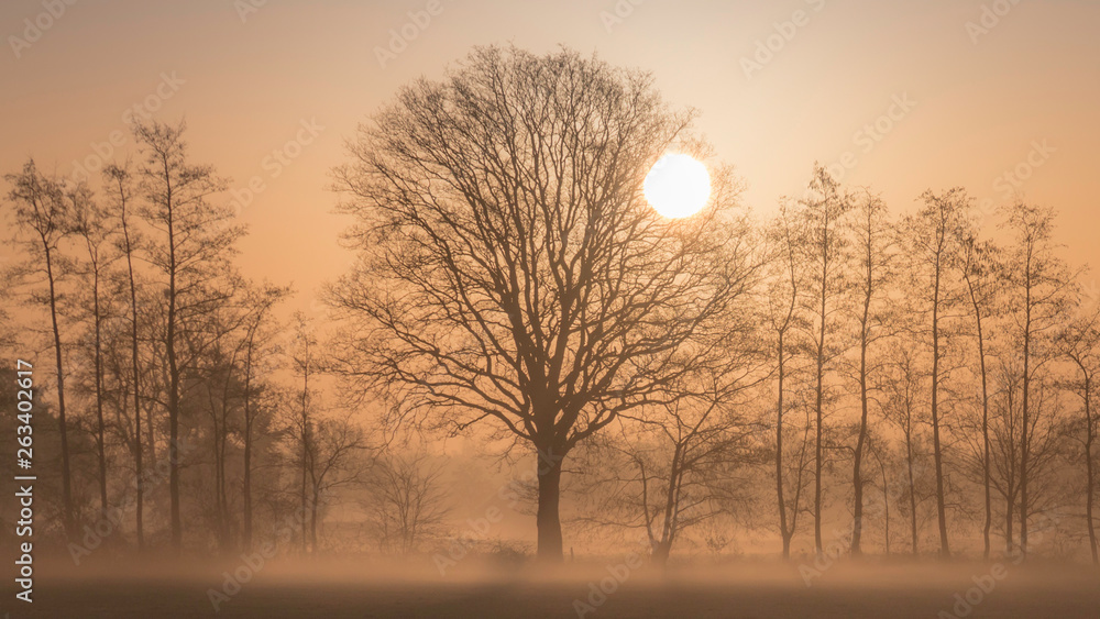 sunrise behind some trees on a foggy morning