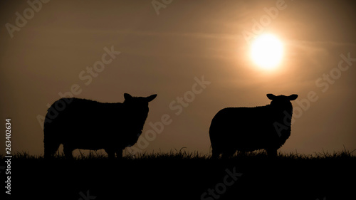 silhouettes of two sheep standing on a dike in front of the sunset