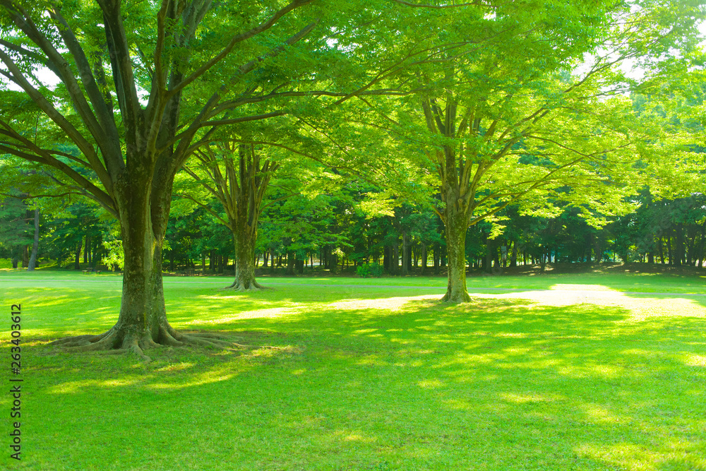 Obraz premium Garden lawn