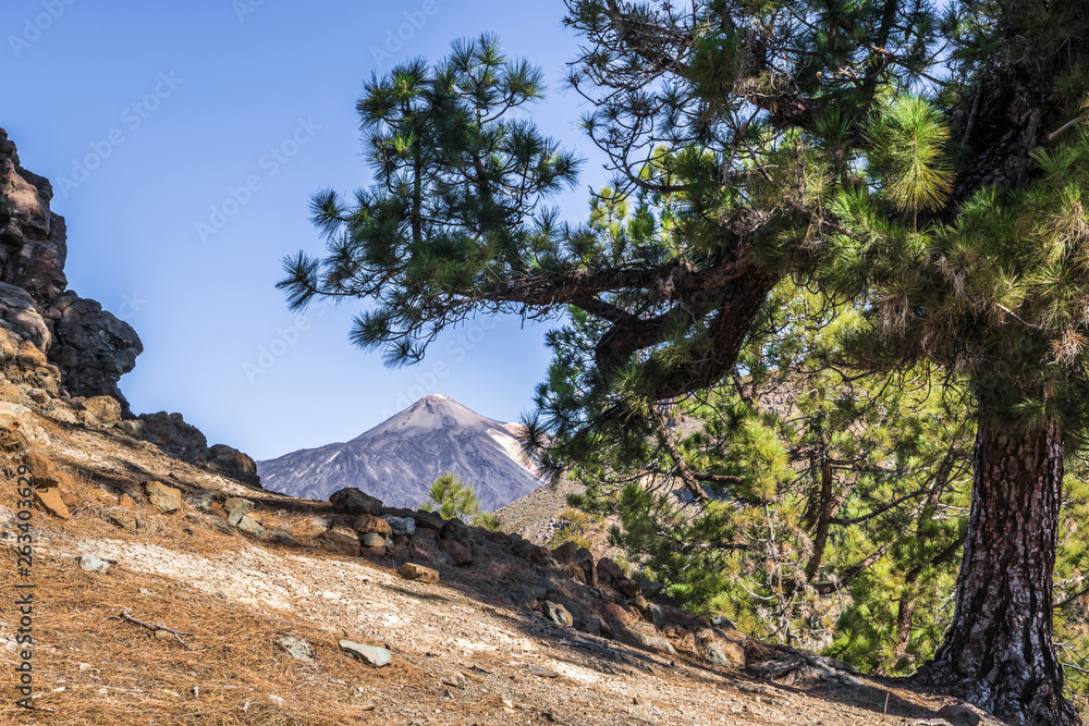 Teide volcano in the branches of Canary pine Teide volcano in the branches of Canary pine