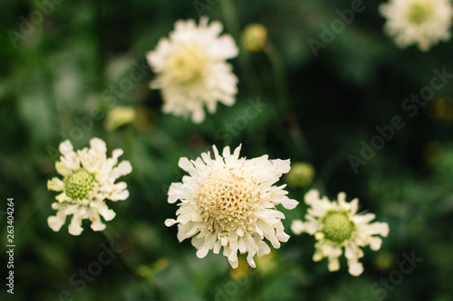 Zinnia elegant beige flower on a green background
