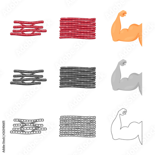 Vector illustration of fiber and muscular icon. Set of fiber and body  vector icon for stock.