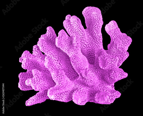 coral isolated on black background