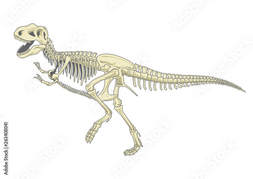 illustration of tyrannosaurus T rex skeleton