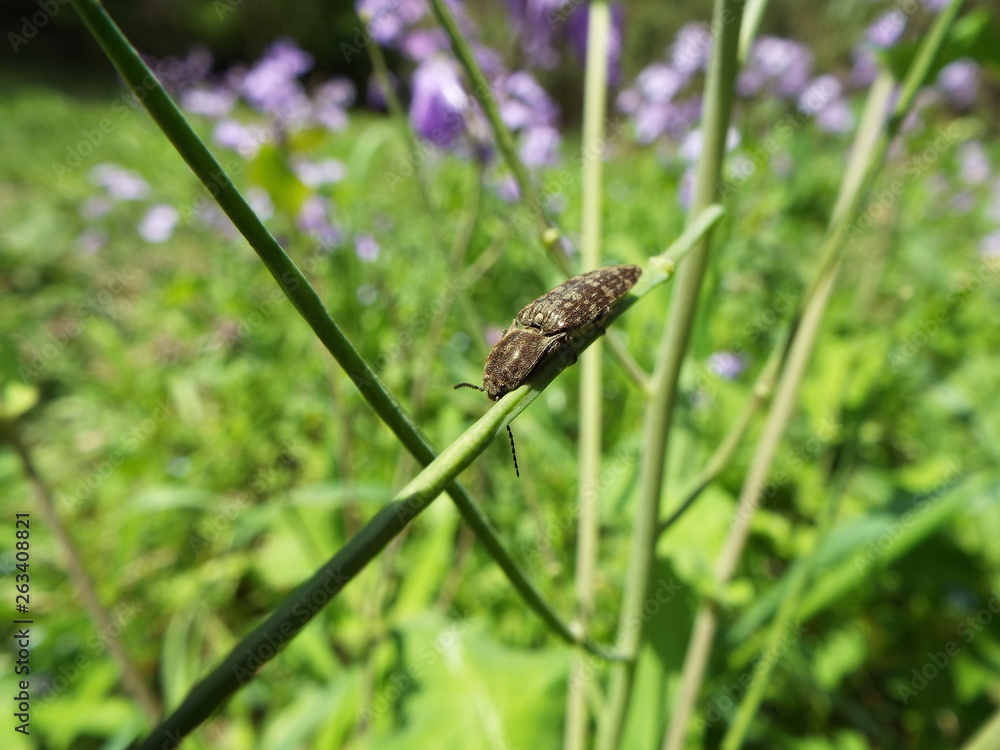 コメツキムシ click beetle