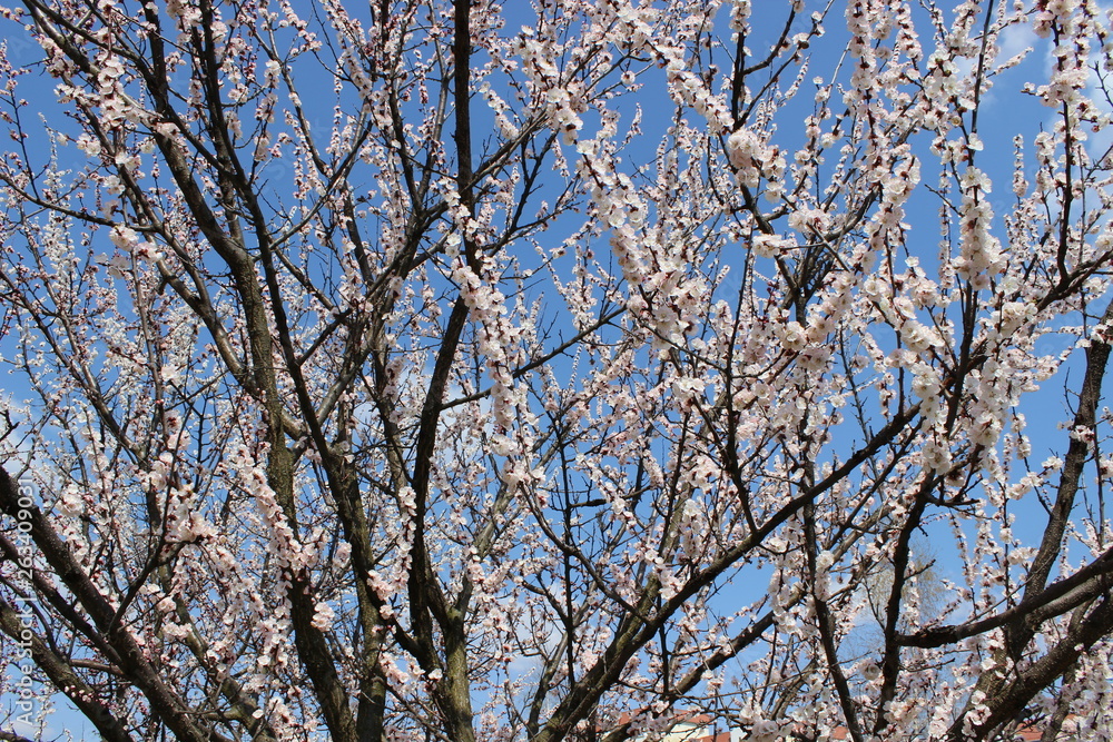 Blooming beautiful tree Blooming beautiful tree