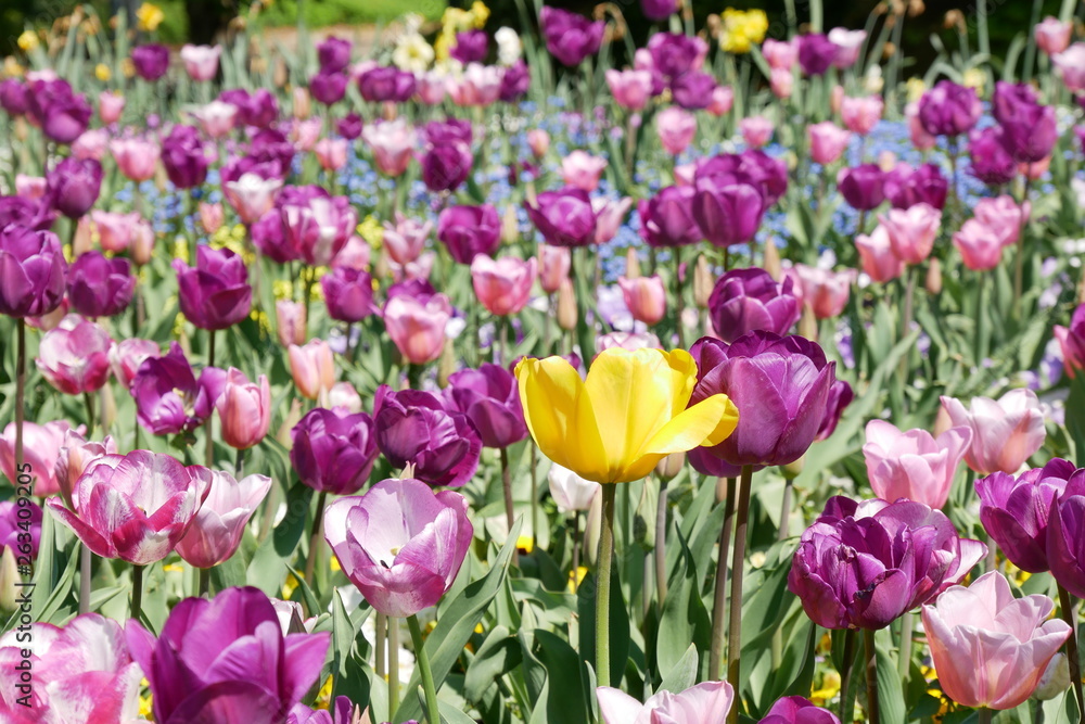 Tulpenfeld Tulpenfeld