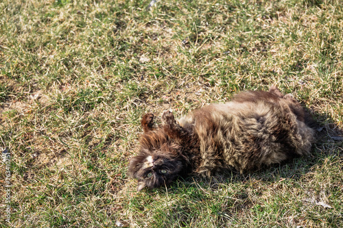Portrait of a female gray brown cat lying on its back in the grass
