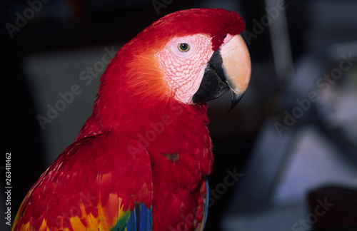 aras in costa rica