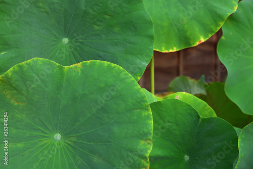leaves of lotus