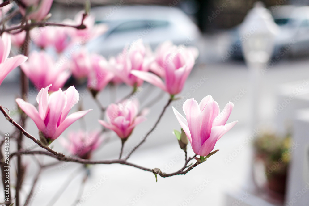 Magnolia soulangeana is blooming on spring city streets. Bushes of flowers are pink and purple. Magnolia soulangeana is blooming on spring city streets. Bushes of flowers are pink and purple.
