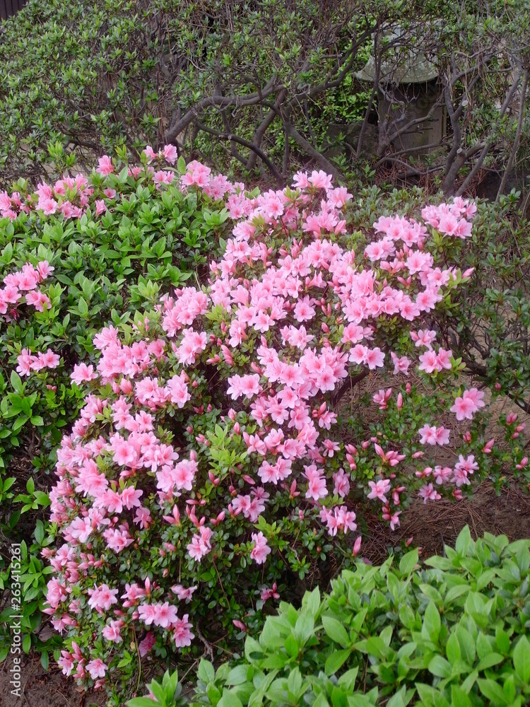 植え込みの躑躅