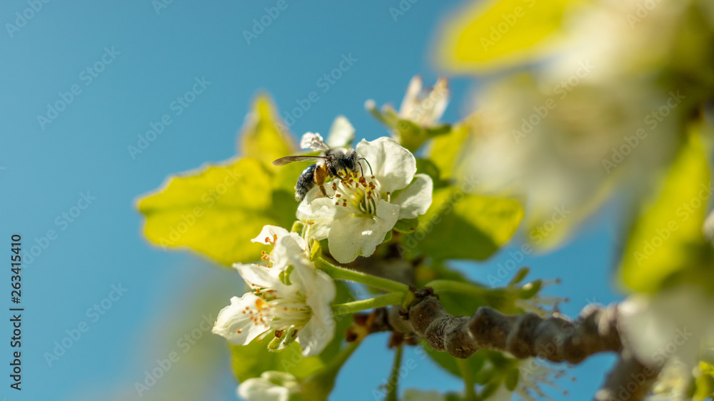 a bee or a wasp flies near a flower tree. Insect pollinates cherry and apple flowers a bee or a wasp flies near a flower tree. Insect pollinates cherry and apple flowers