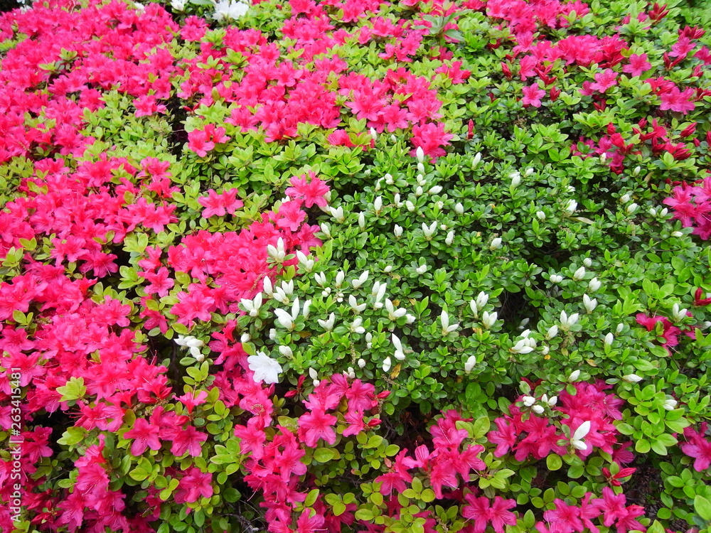 植え込みの躑躅 植え込みの躑躅