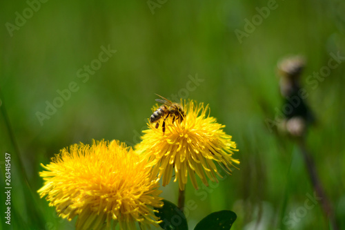 bee on dandelion © corradobarattaphotos