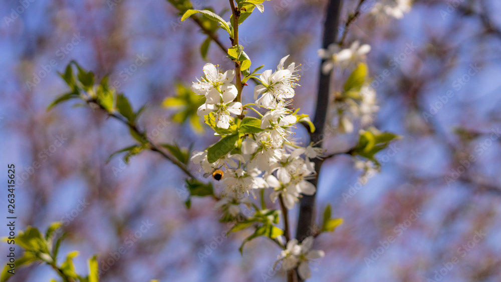 Leaves and little flowers of cherry and plum against the blue sky Leaves and little flowers of cherry and plum against the blue sky