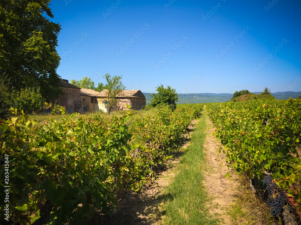 Vineyard in provence france