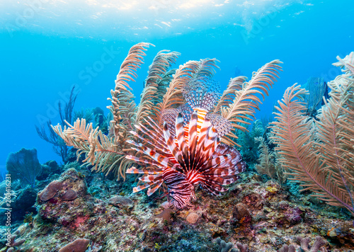 Coral garden in Caribbean photo